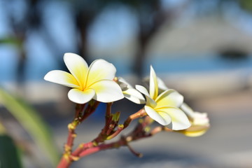 Colorful flowers in the garden.Plumeria flower blooming.Beautiful flowers in the garden Blooming in the summer.
