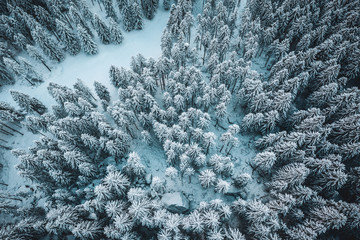 pine forest covered with fresh snow - aerial view