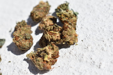 Weed cannabis buds