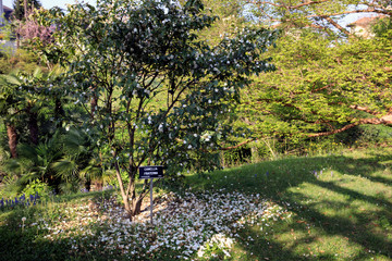 Verbania (VCO), Italy - April 01, 2017: Villa Taranto botanical gardens, Verbania, Piedmont, Italy