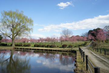 桃の花咲く公園
