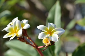 Colorful white flowers in the garden. Plumeria flower blooming.