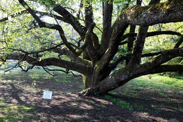 Verbania (VCO), Italy - April 01, 2017: Davidia involucrata tree in " Villa Taranto " botanical gardens, Verbania, Piedmont, Italy