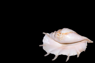 Huge light pink sea shell with a pearl tone isolated on black background, minimalist style 