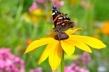 Butterfly Admiral (lat. Vanessa atalanta) on a yellow rudbeckia flower in the garden