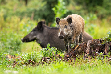 Harmonious wild boar, sus scrofa, piglet and adult standing on glade in summer. Mother animal with its young looking for food in natural environment. Group of animals in mountains