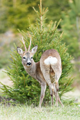 Old roe deer, capreolus capreolus, buck looking behind while standing in front of spruce tree in spring. Cute animal with black eyes and brown fur in vertical composition with copy space.