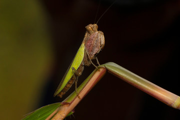 Boxer Mantis Adult. Common name given to various species of praying mantis, India
