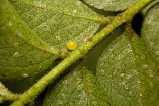 Egg of Common Mormon on Curry Leaves Plant, India
