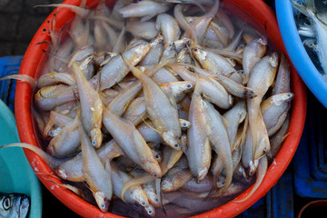 Anchovies or Mandeli, Ratnagiri, Maharashtra, India. Small, common forage fish of the family Engraulidae