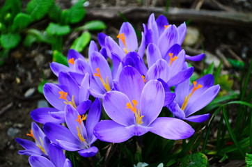 First spring flowers: violet crocuses growing after melting the snow
