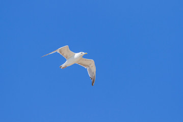 White seagull flies