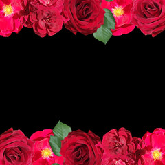 Beautiful floral background of pelargonium and rose. Isolated