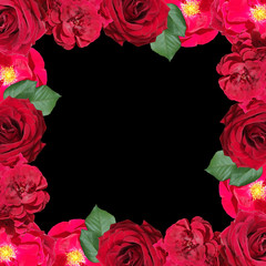 Beautiful floral pattern of pelargonium and rose. Isolated