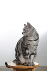 studio american short hair cat