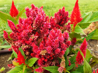 Red, dry flowers of Celosia argentea or Celosia cristata blooming in the garden.
