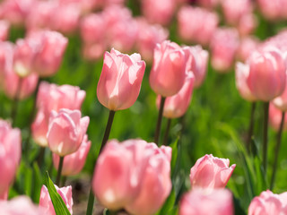 カラフルなチューリップ