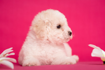 White Bichon puppy on a pink background with flowers.