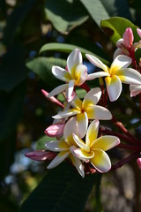 Beautiful flowers in the garden Blooming in the summer.Landscaped Formal Garden.