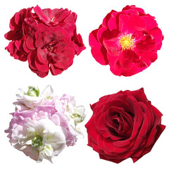 Set of pelargoniums and roses isolated on a white background