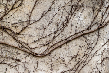 texture, arbre, aboie, nature, bois, modèle, vieux, abstrait, brun, mur, texturé, naturel, superficie, pierre, gros plan, rude, crack, plante, coffre, dry, rocher, forêt, détail, matériau