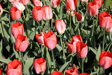 Obraz premium Verbania (VCO), Italy - April 01, 2017: Tulips in 