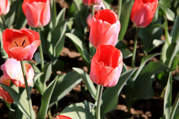 Verbania (VCO), Italy - April 01, 2017: Tulips in " Villa Taranto " botanical gardens, Verbania, Piedmont, Italy