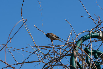 Small sparrow on twig closeup.
