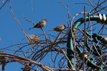 Small sparrow on twig closeup.