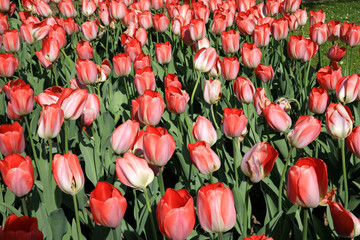 Verbania (VCO), Italy - April 01, 2017: Tulips in 