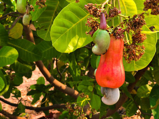 A bunch of cashews on a cashew tree.
