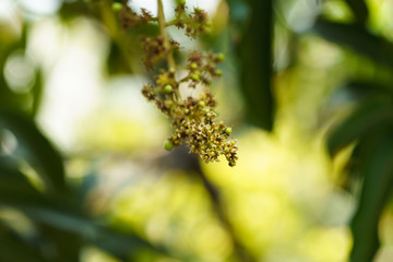 Close-up photo of mango flowers