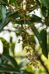 Close-up photo of mango flowers