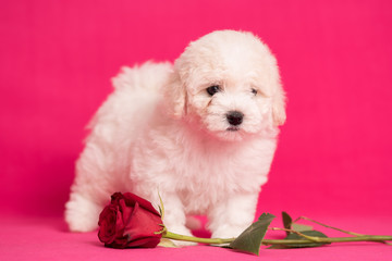 White Bichon puppy on a pink background with flowers.