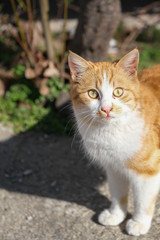 Cute  cat at outdoor