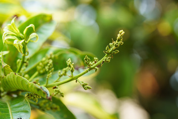 Close-up photo of mango flowers