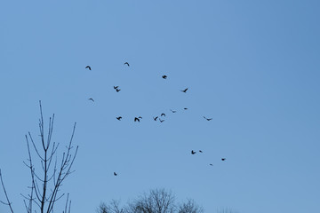 Flock of  birds flying