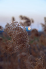 In the winter evening, when the sunset is almost gone.  In the fields on the outskirts of the city.  Large patches of reed grass.  There are high-voltage wires in the distance.