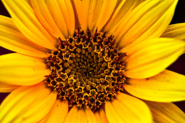 yellow flower closeup of a sunflower