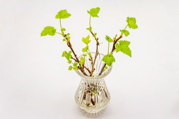 Sprigs of currant with green leaves in crystal vase isolated on white background