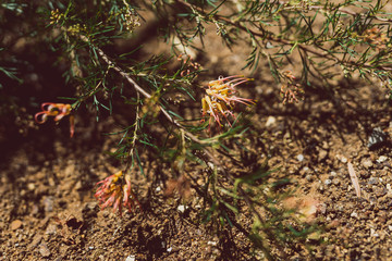 native Australian grevillea semperflorens with yellow and pink flowers