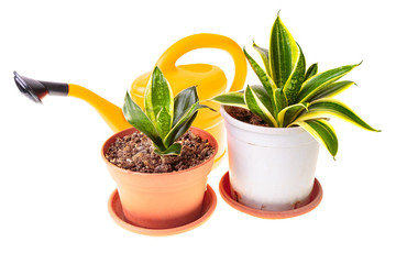 Two sansevieria and watering can