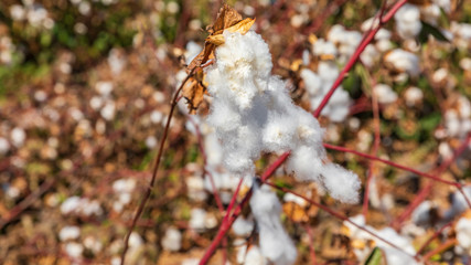 Close-up view on white cotton wool