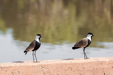 Pair of mature spur-winged lapwing