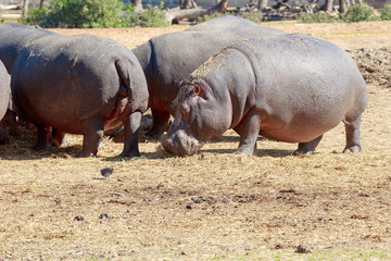 Hippo near a herd