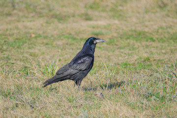 black raven on grass