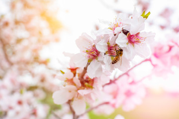 Bee that eats pollen from almond flowers in Spring on Blurred background