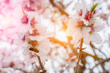 Bee that eats pollen from almond flowers in Spring on Blurred background