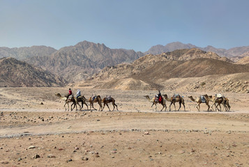 Fototapeta na wymiar Sharm El Sheikh, Egypt - A caravan of camels goes through the desert on the Sinai Peninsula, in the background are brown mountains.