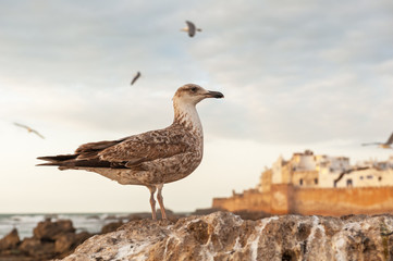 Portrait of an young yellow-legged gull on the rock